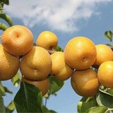 Нэши (китайская)